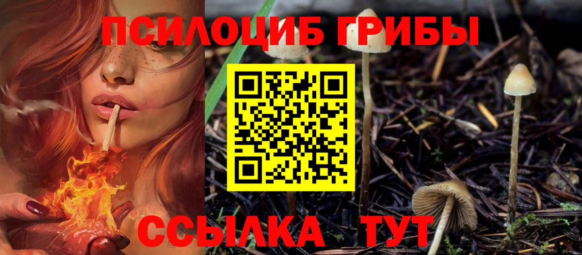 купить наркоту  Галлюциногенные грибы Psilocybe  Вход с VPN  Вологда 